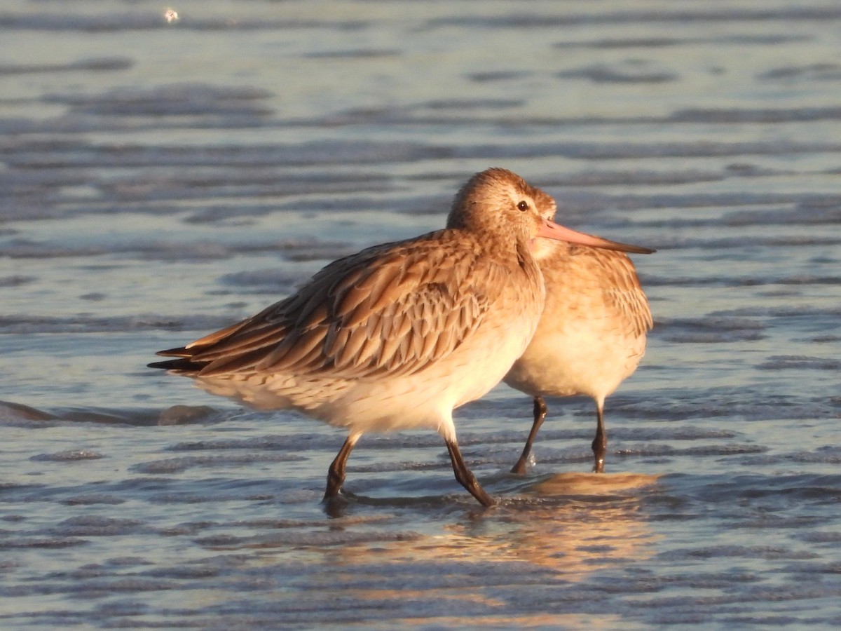 Bar-tailed Godwit - ML642834889