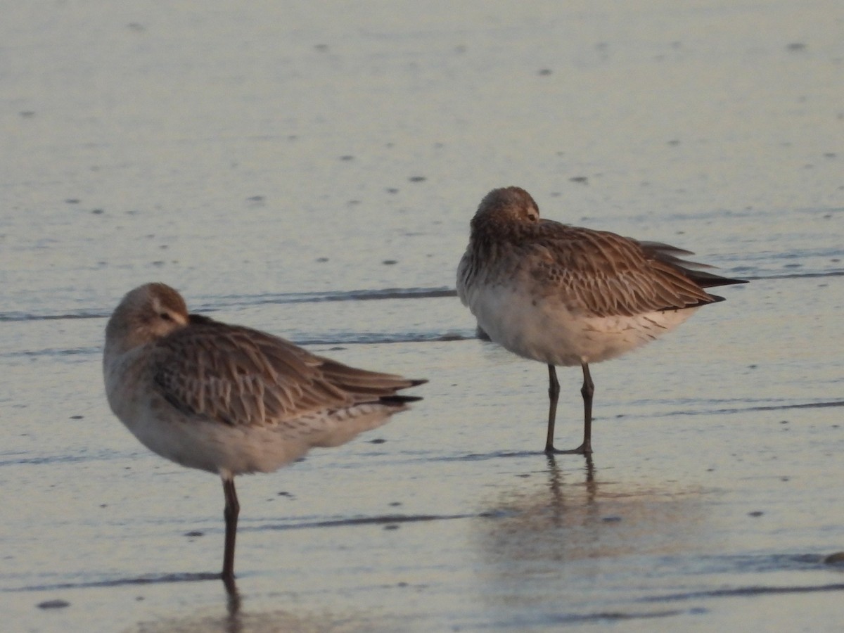 Bar-tailed Godwit - ML642834890