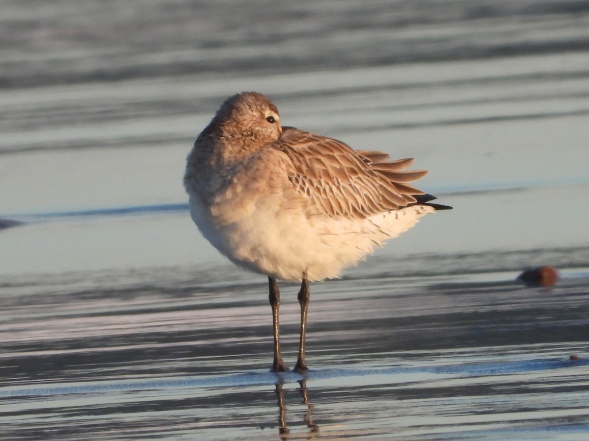 Bar-tailed Godwit - ML642834891