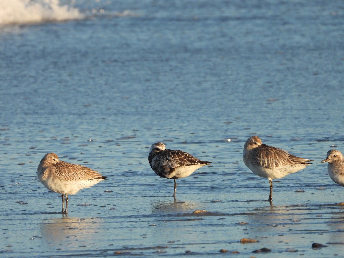 Bar-tailed Godwit - ML642834893