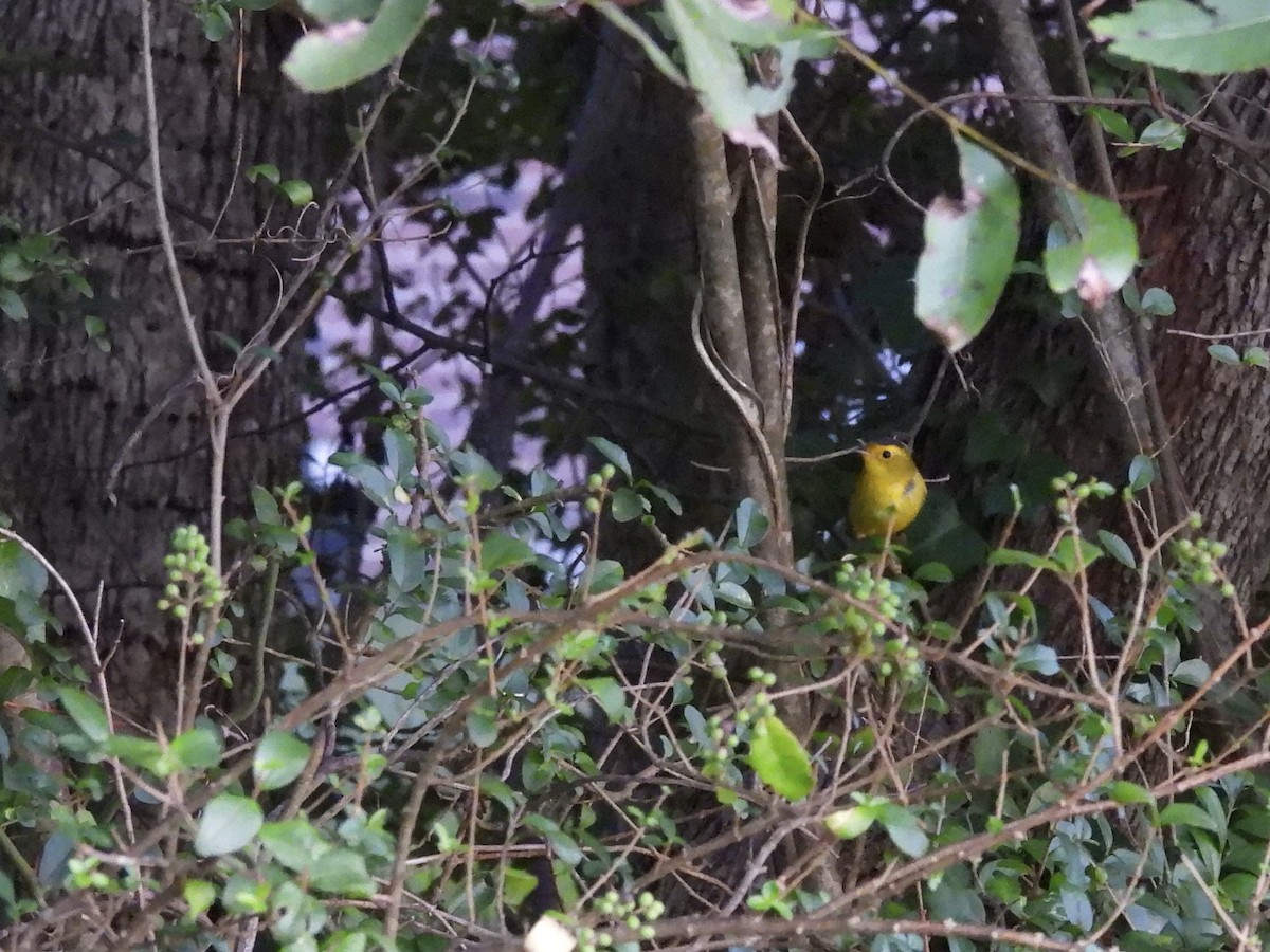 Wilson's Warbler - ML642834895