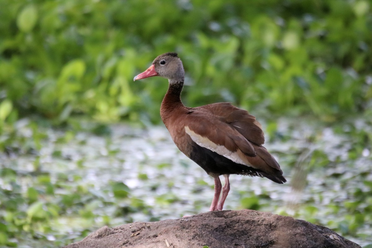 Dendrocygne à ventre noir - ML642834897