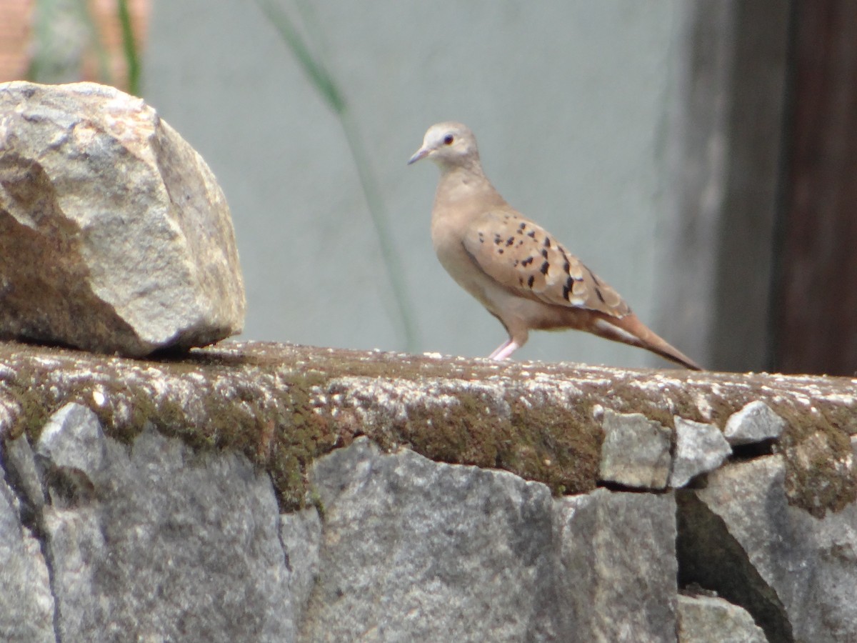 Ruddy Ground Dove - ML642834904