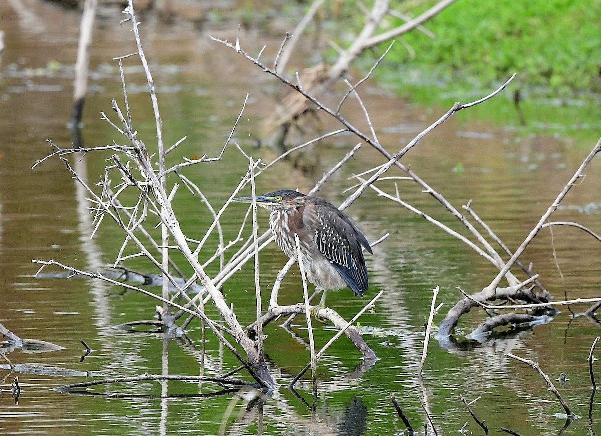 Koartzatxo berdea - ML642834951