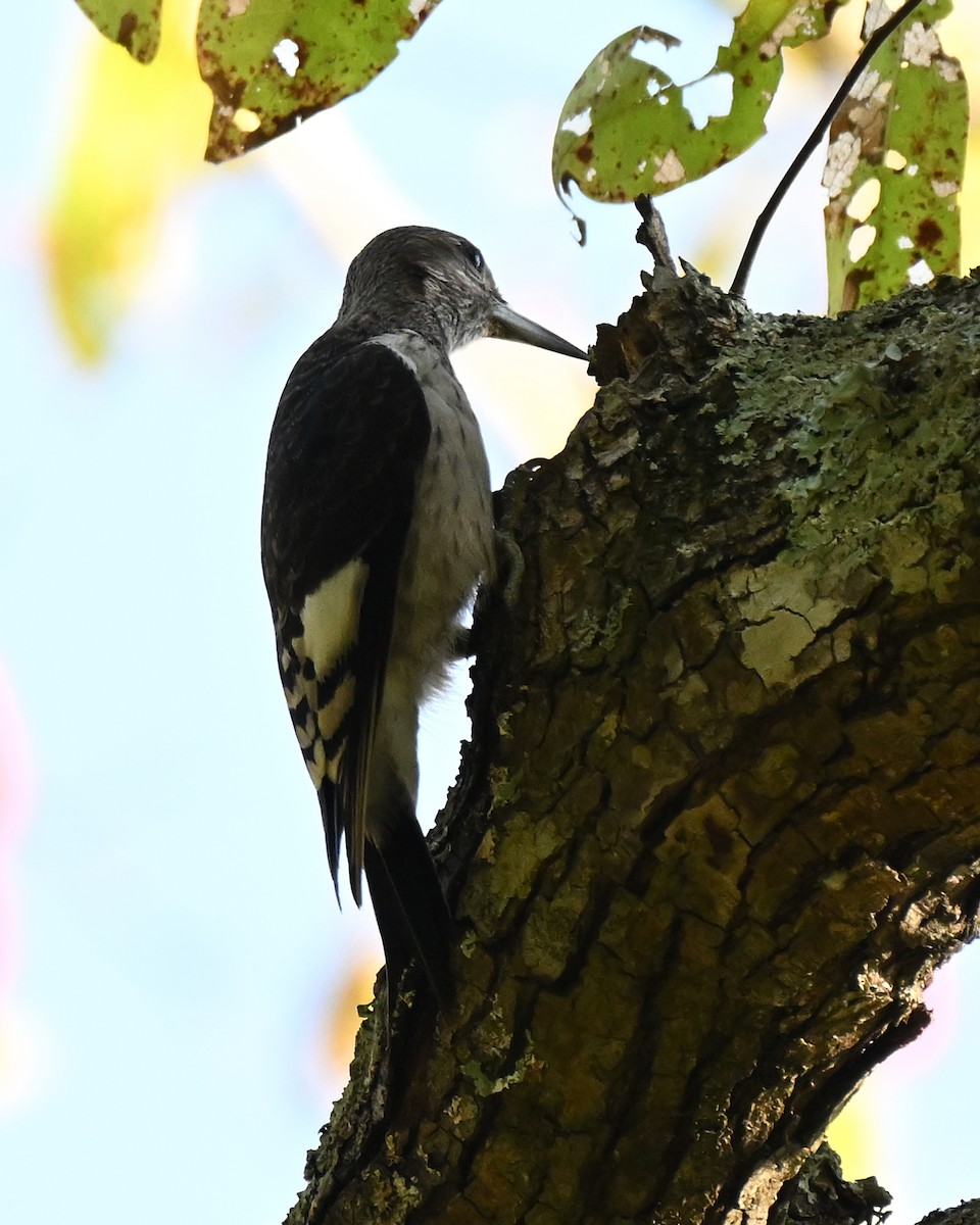 Red-headed Woodpecker - ML642834954
