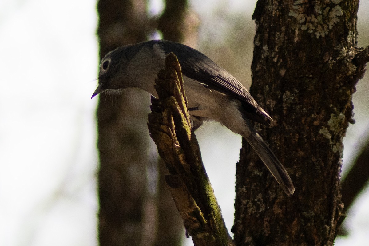 White-eyed Slaty-Flycatcher - ML642834958