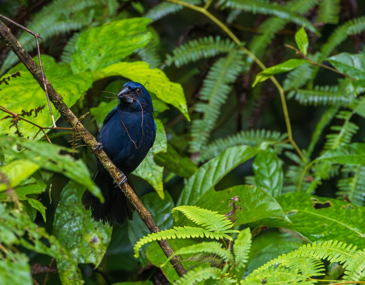 Blue-black Grosbeak - ML642834959