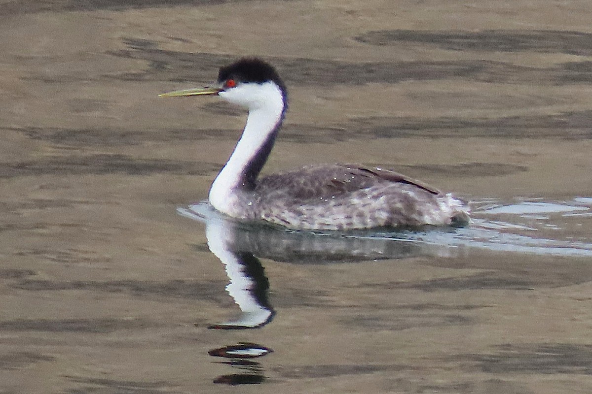 Western Grebe - ML642834960