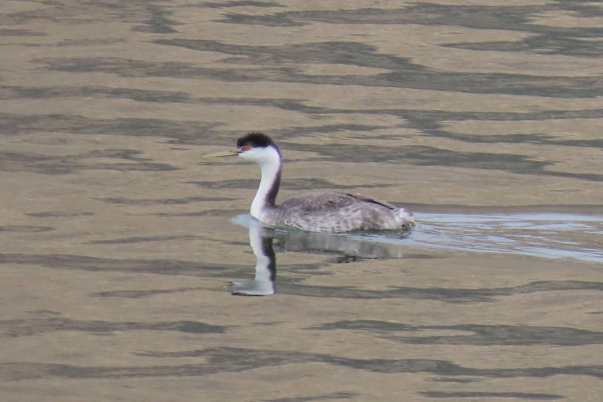 Western Grebe - ML642834961