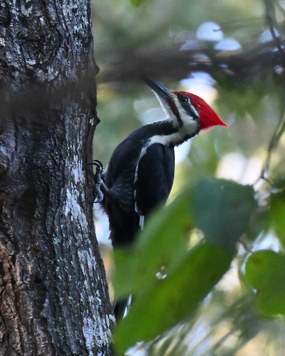 Pileated Woodpecker - ML642834969