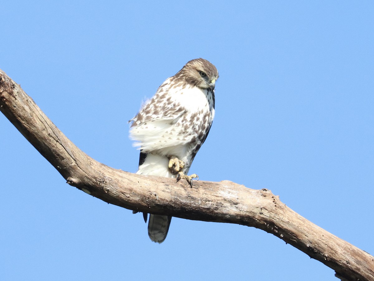 Zapelatz buztangorria - ML642834977