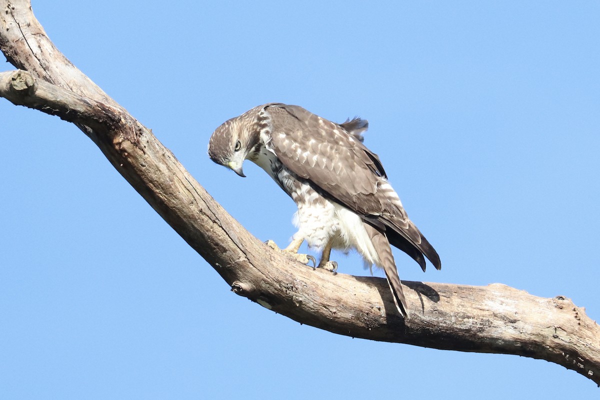 Zapelatz buztangorria - ML642834978