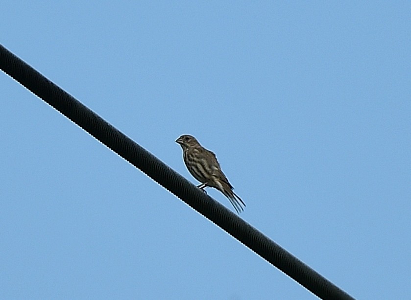 House Finch - ML642834980