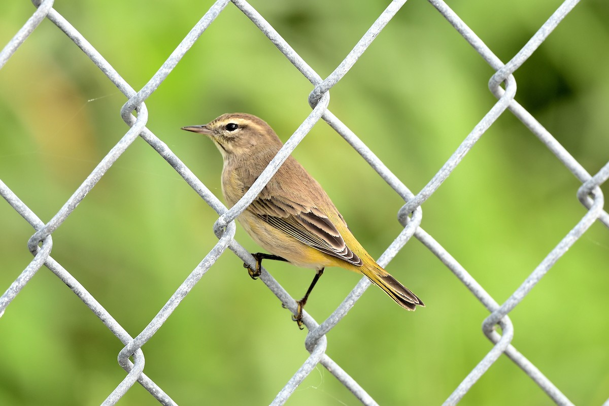 Palm Warbler (Western) - ML642834985