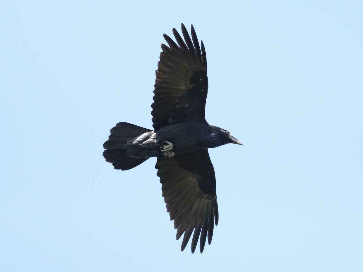 Grand Corbeau - ML642834997