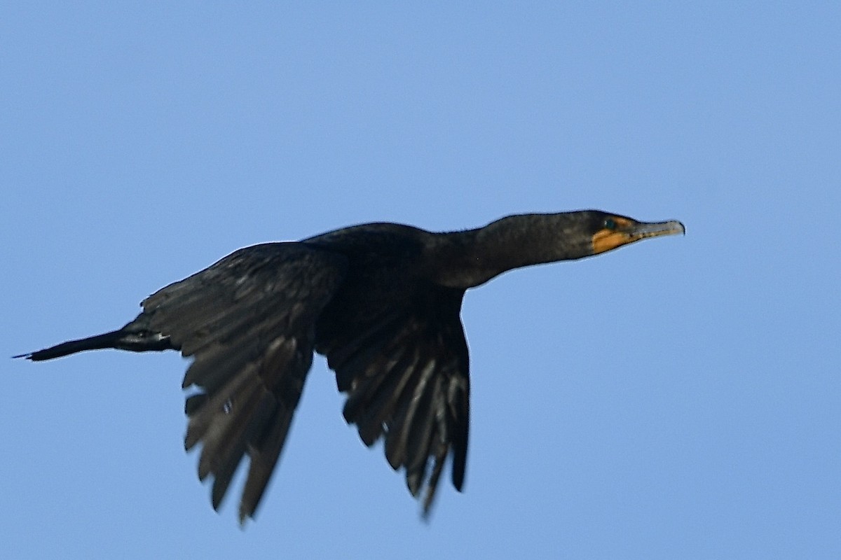 Cormoran à aigrettes - ML642835000