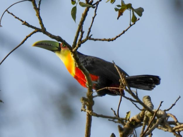 Red-breasted Toucan - ML642835012