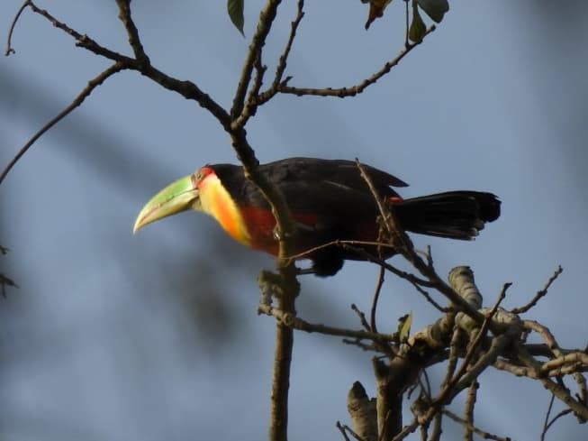 Red-breasted Toucan - ML642835013