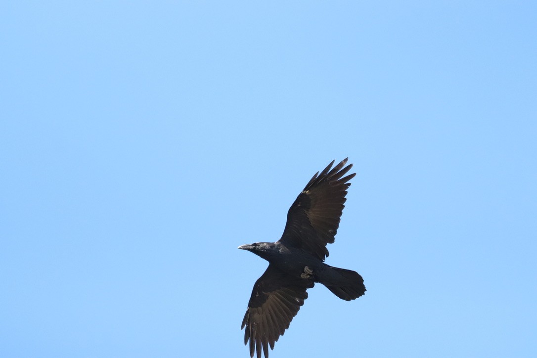 Grand Corbeau - ML642835014