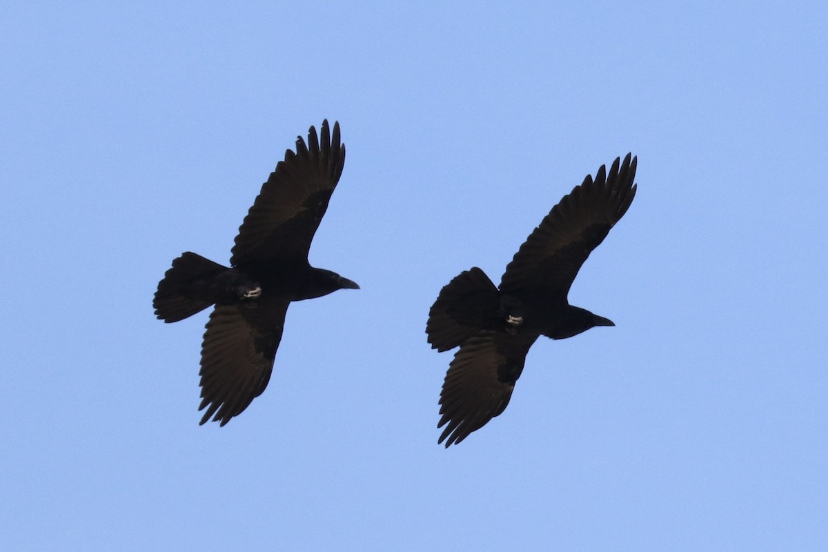 Grand Corbeau - ML642835015