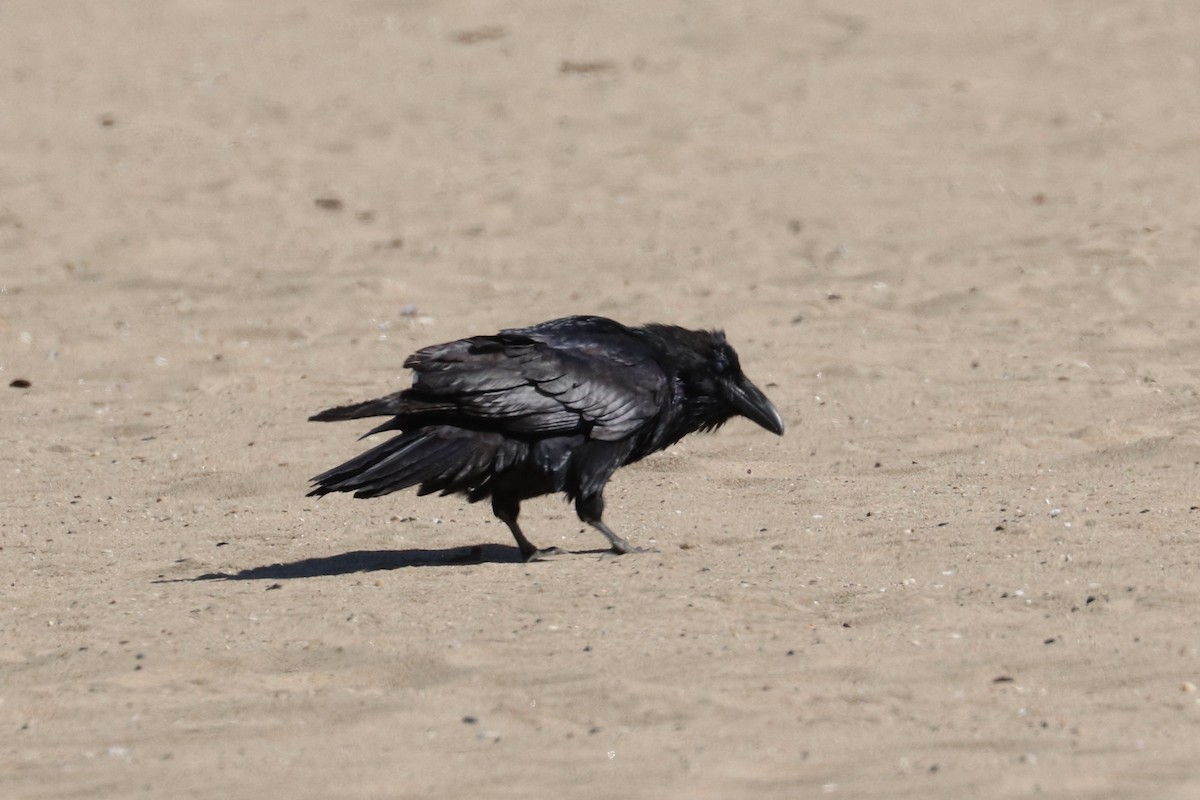 Grand Corbeau - ML642835023