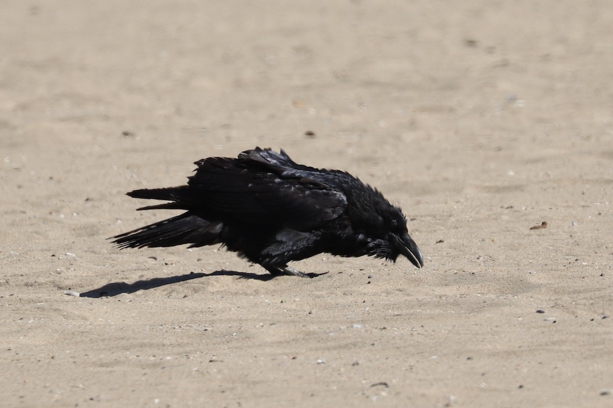 Grand Corbeau - ML642835024
