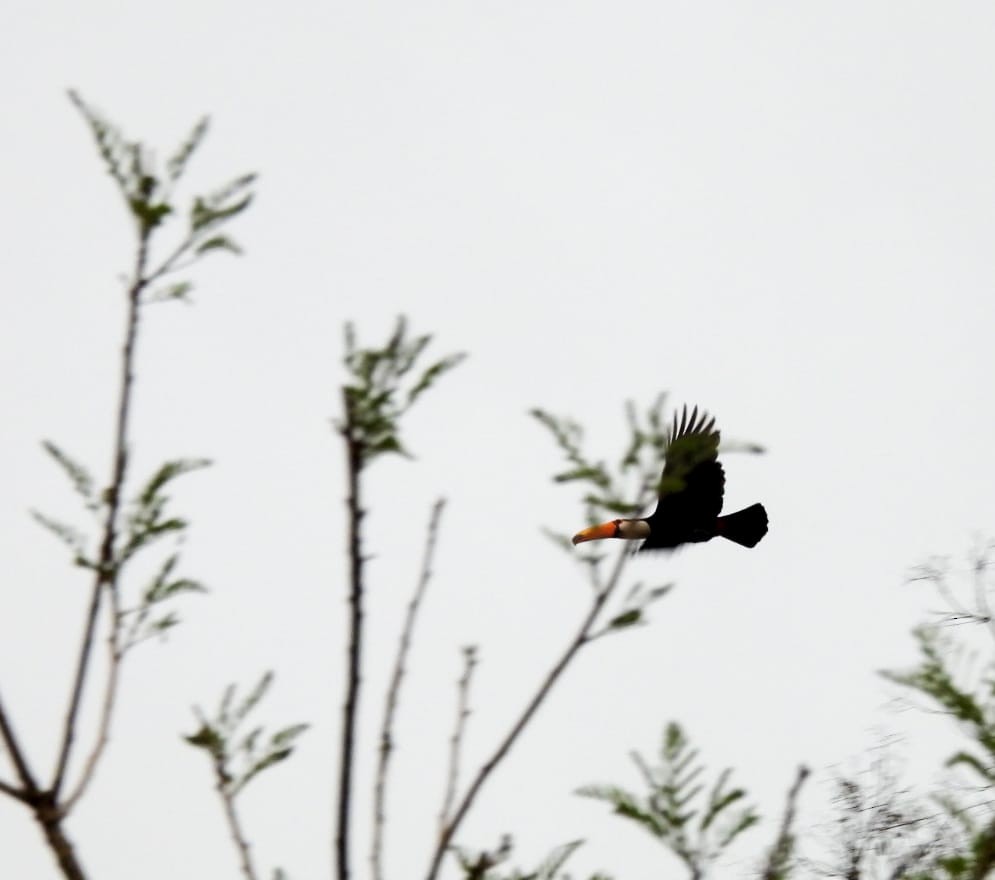 Toco Toucan - ML642835027