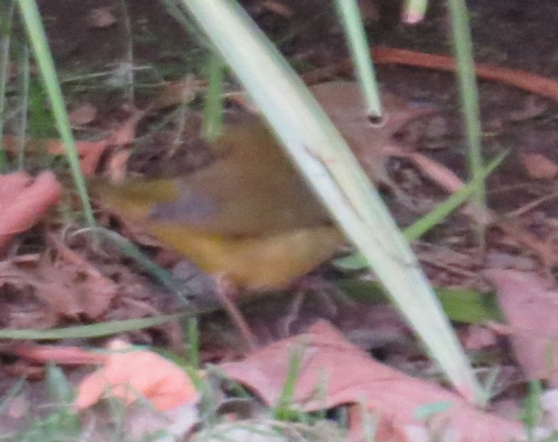 Connecticut Warbler - ML642835033