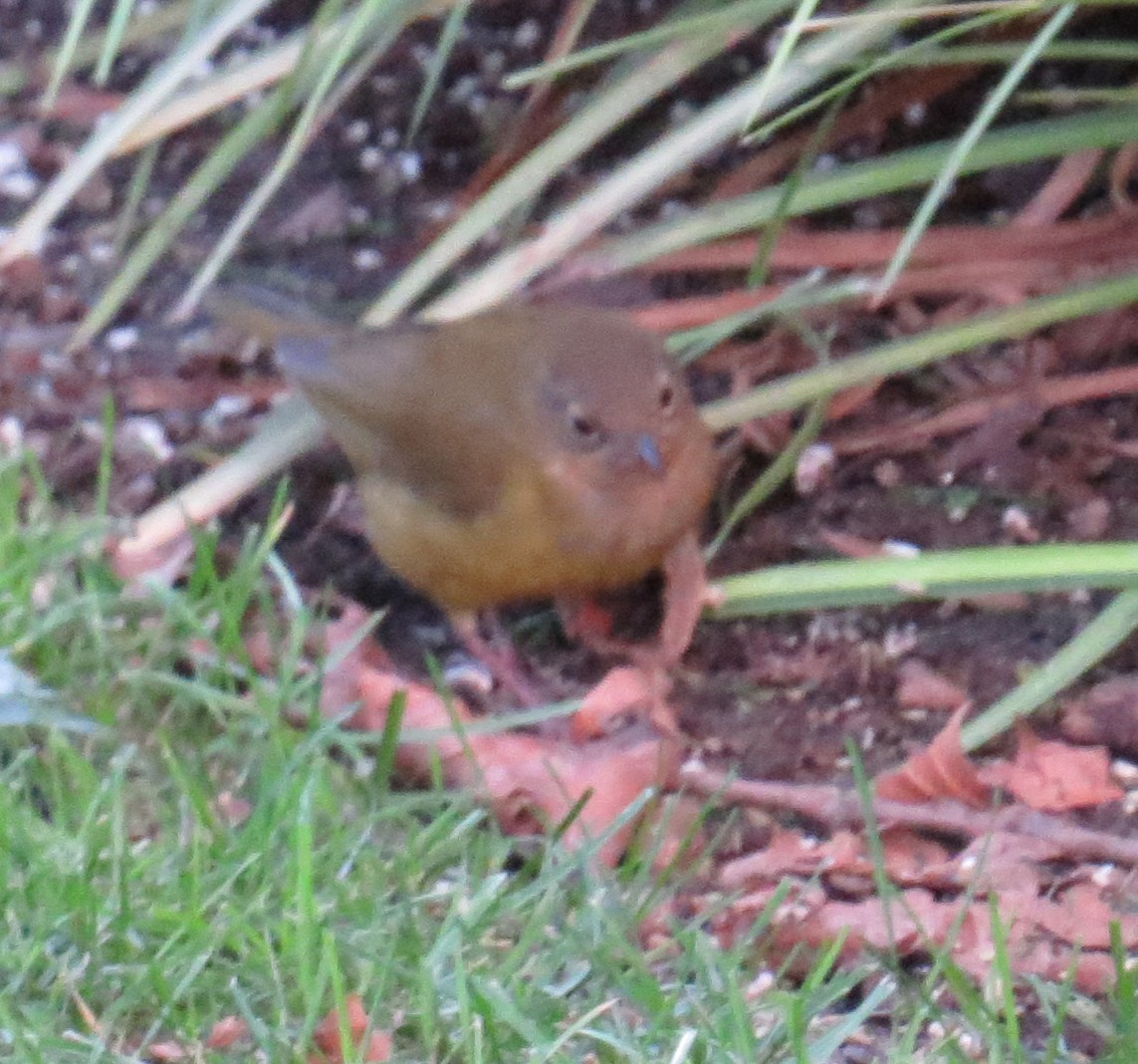 Connecticut Warbler - ML642835034