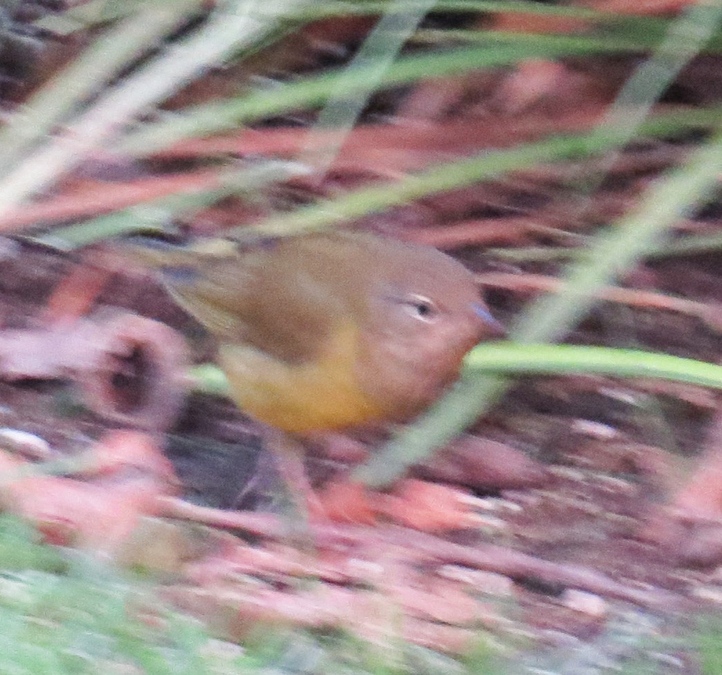 Connecticut Warbler - ML642835035