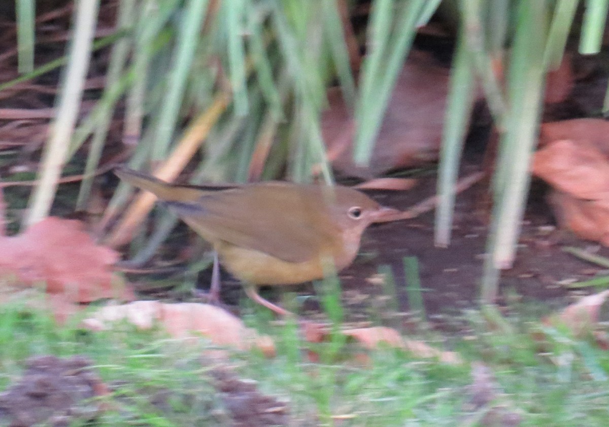 Connecticut Warbler - ML642835036