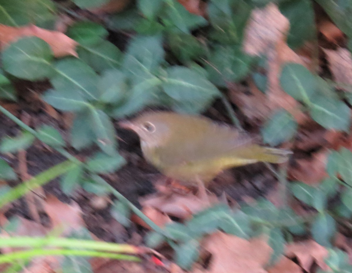 Connecticut Warbler - ML642835037