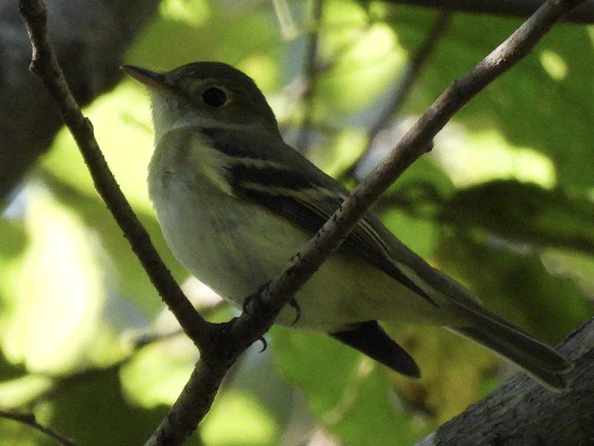 Acadian Flycatcher - ML642835050