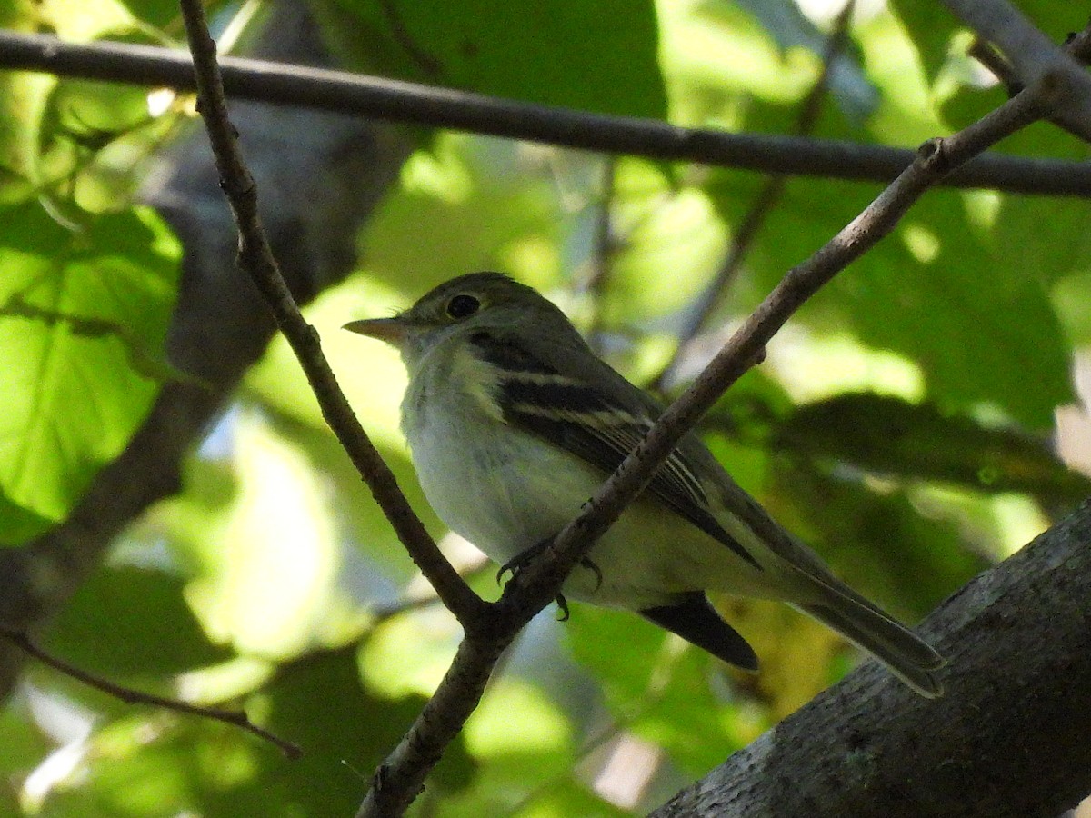 Acadian Flycatcher - ML642835051