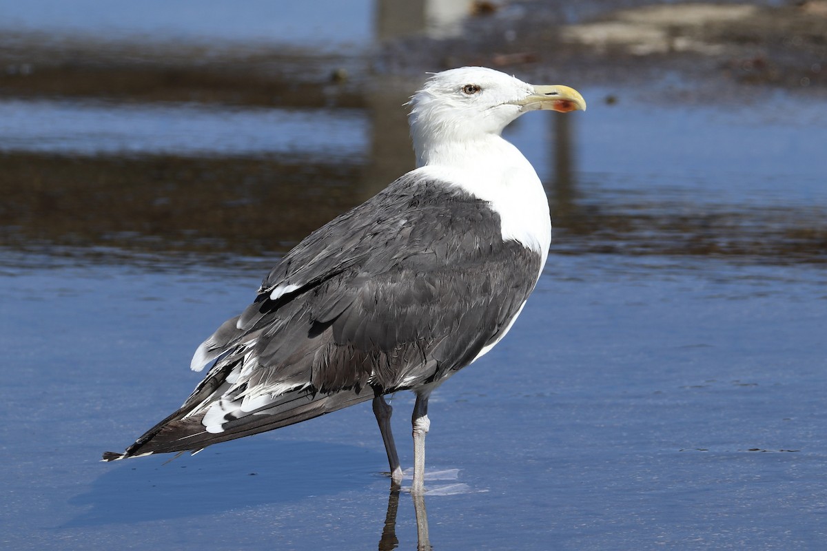 Great Black-backed Gull - ML642835071