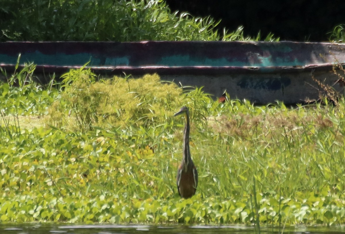 Bare-throated Tiger-Heron - ML642835072