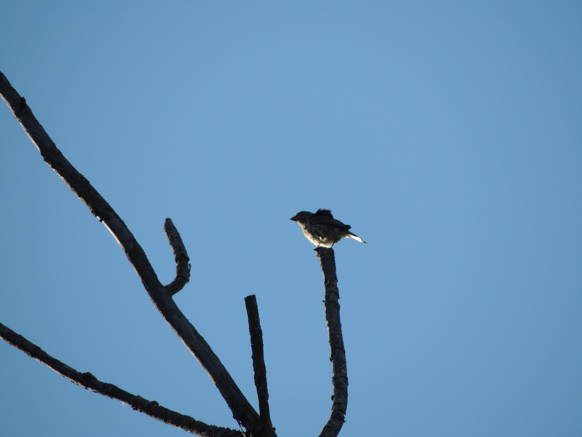Purple Finch - ML642835075