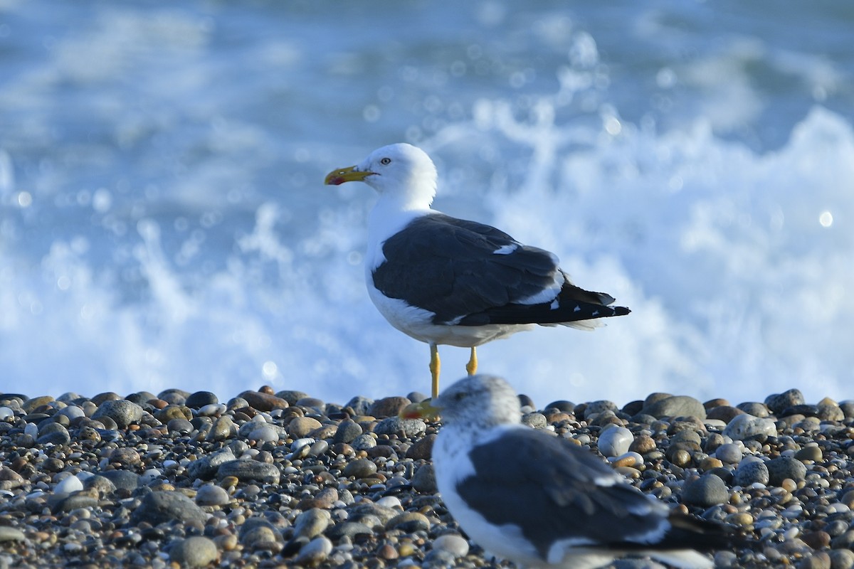 Lesser Black-backed Gull - ML642835078