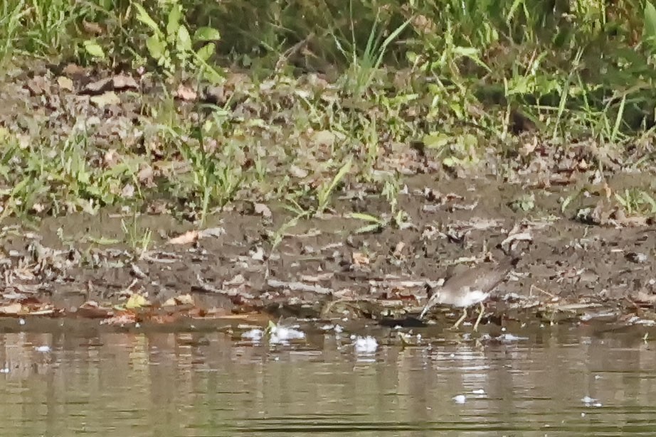 Solitary Sandpiper - ML642835087