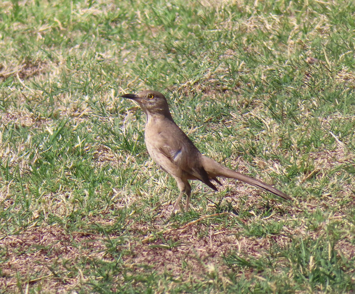 Bendire's Thrasher - ML642835088