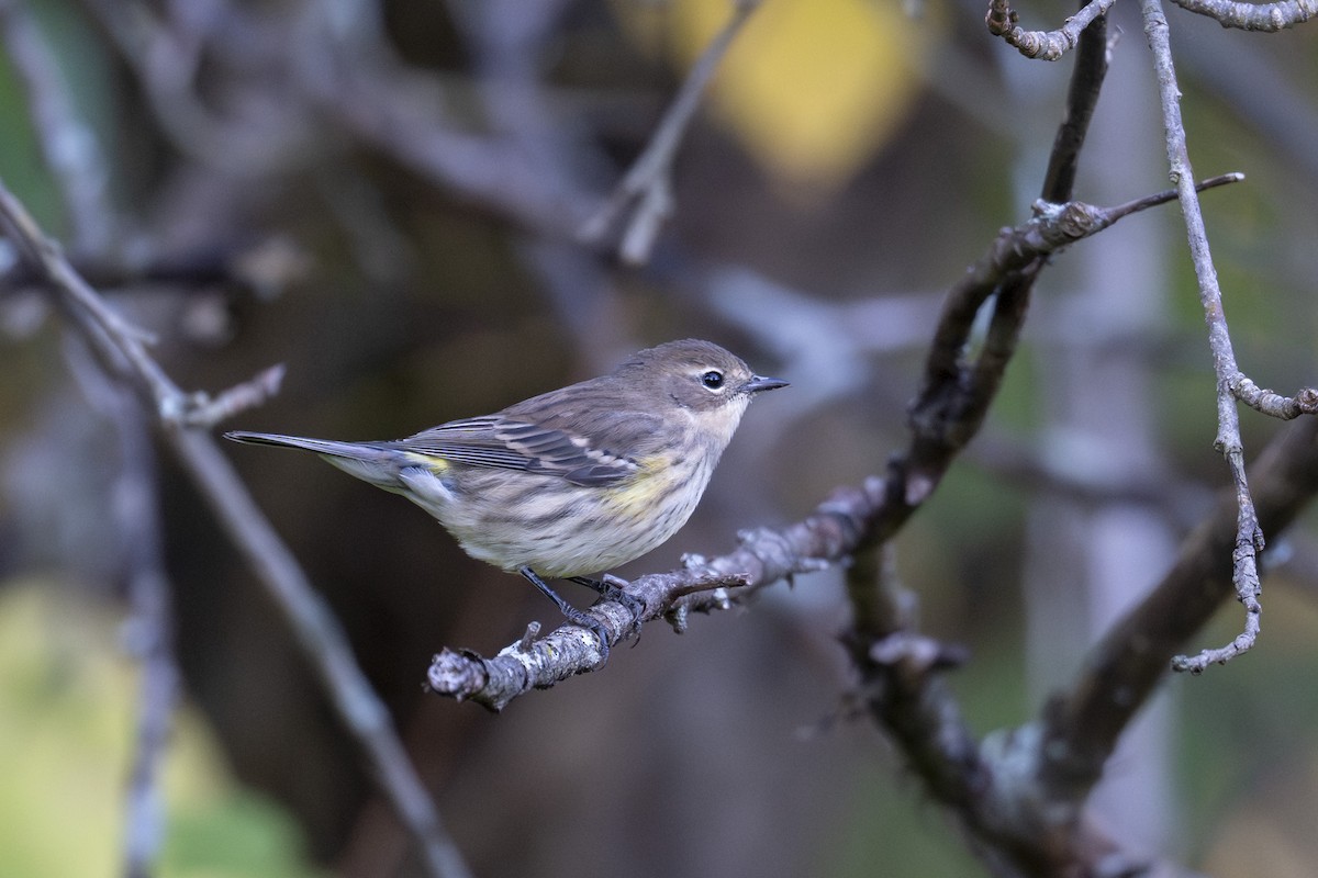 Kronenwaldsänger (coronata) - ML642835108