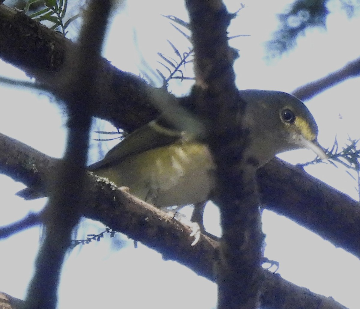 Weißaugenvireo - ML642835134