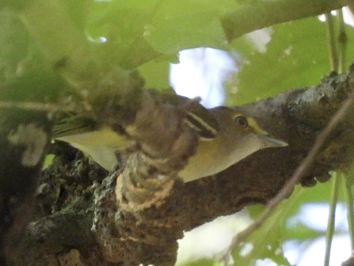 Weißaugenvireo - ML642835135
