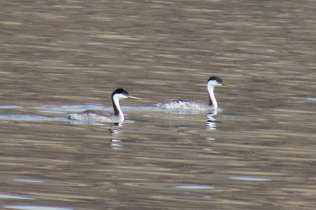 Western Grebe - ML642835155