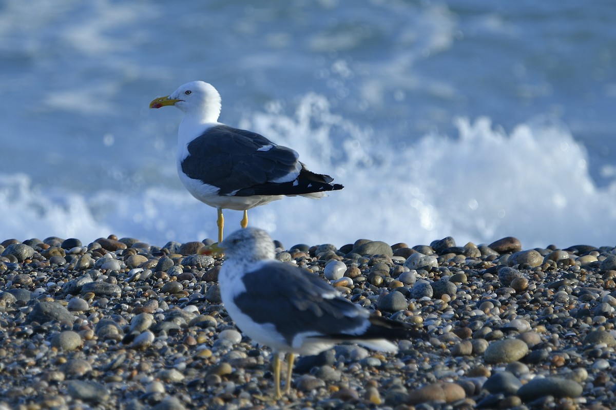 Lesser Black-backed Gull - ML642835158