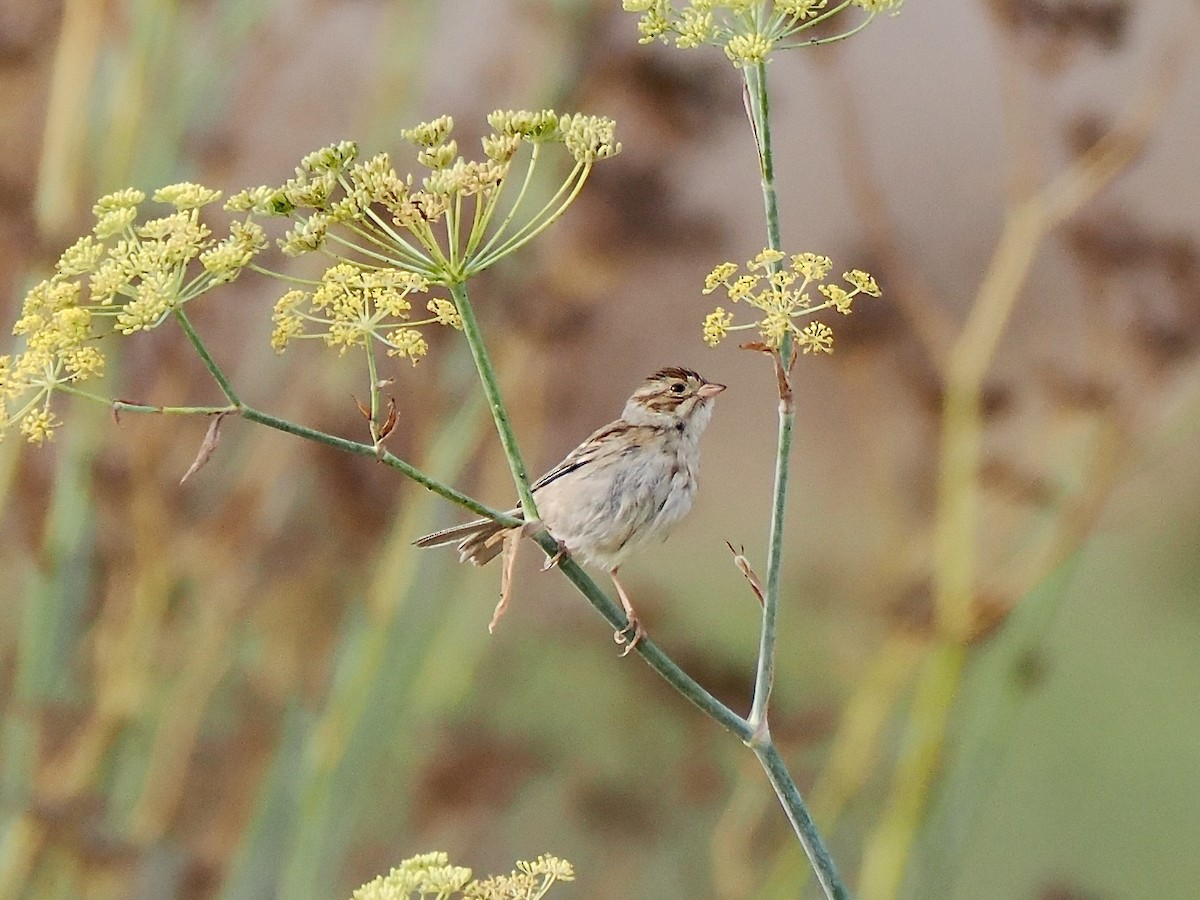 Clay-colored Sparrow - ML642835167