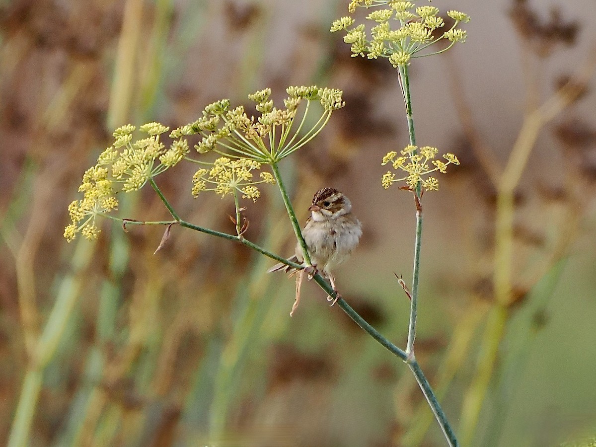 Clay-colored Sparrow - ML642835168