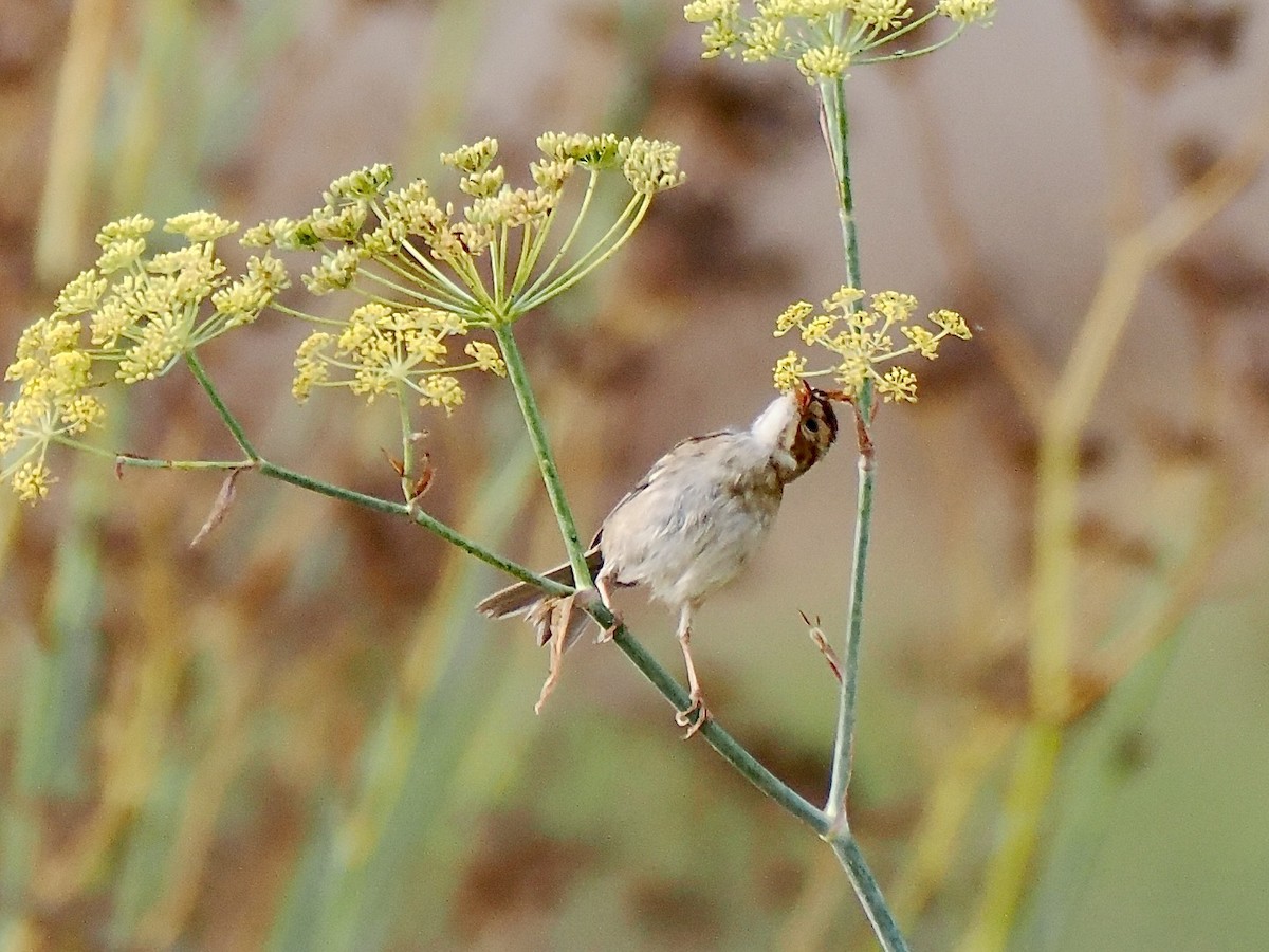 Clay-colored Sparrow - ML642835169