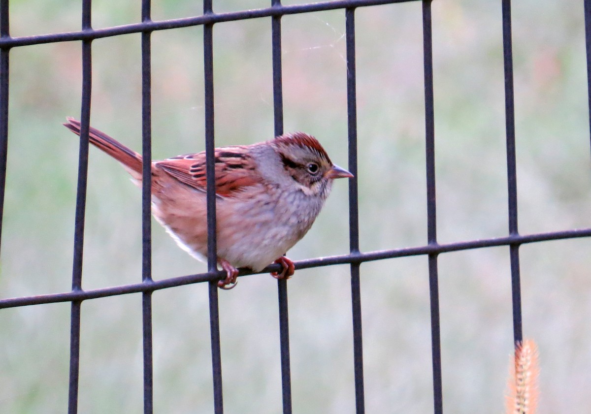 Swamp Sparrow - ML642835182
