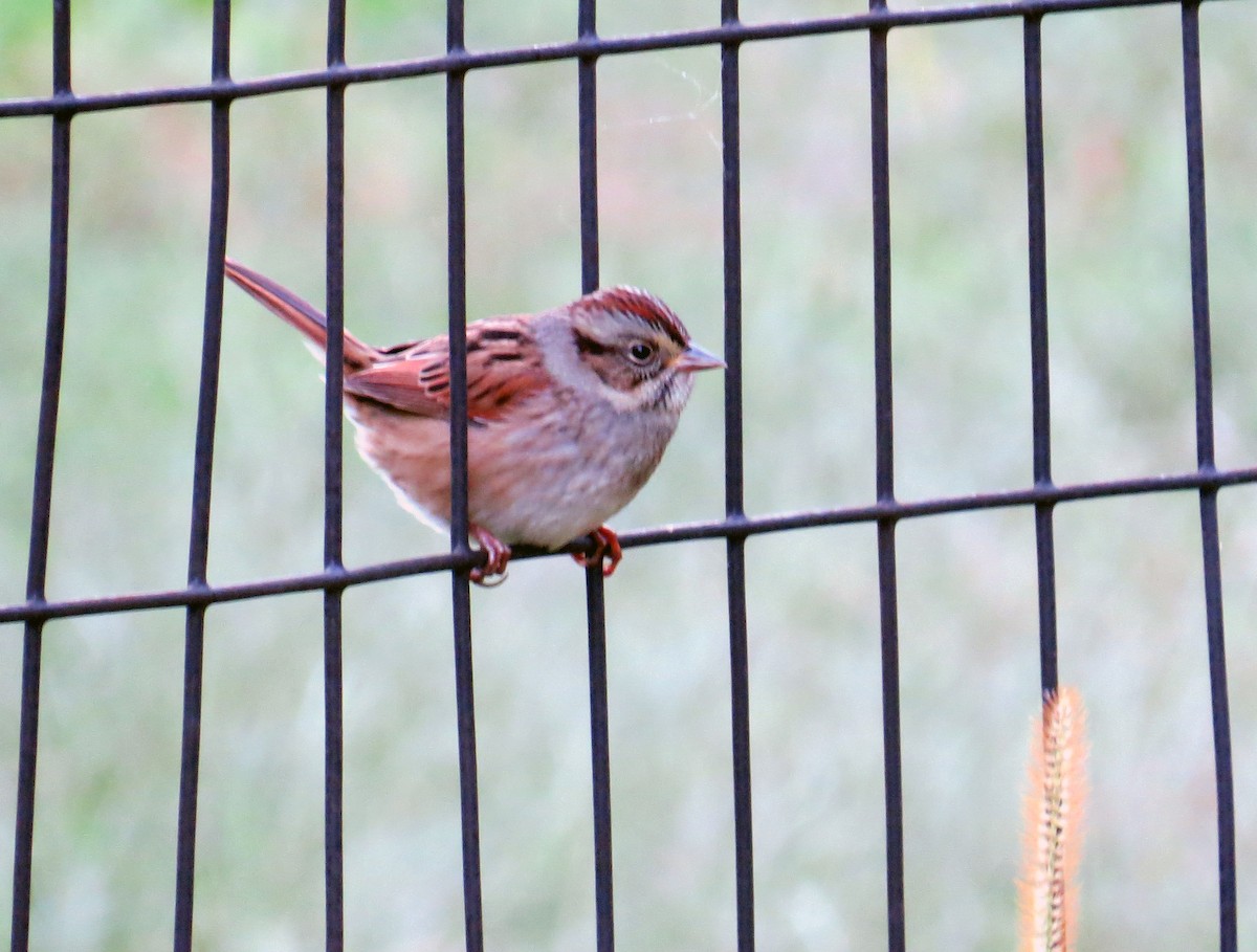 Swamp Sparrow - ML642835183